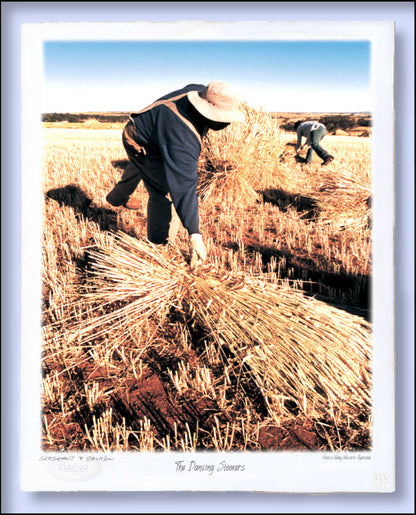 #166 - "The Dancing Stookers" - Grass Valley, Western Australia