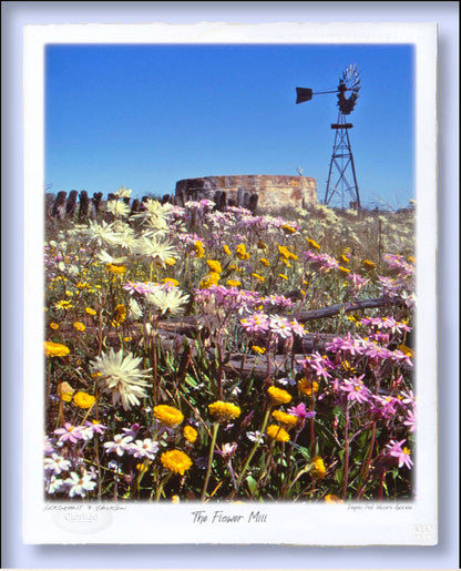 #169 - "The Flower Mill" - Paynes Find, Western Australia